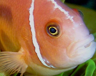 anemonefish1.jpg